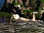 pondwatch3.JPG